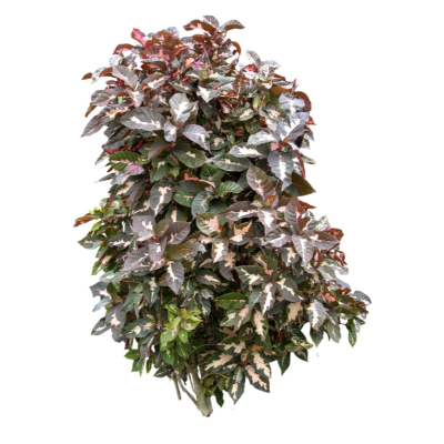 现代2d花草植物组件免费su模型(1)