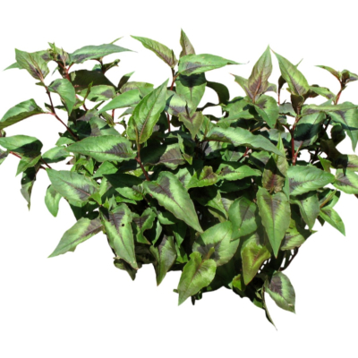 现代2d花草植物组件免费su模型(1)