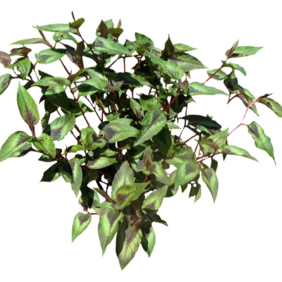现代2d花草植物组件免费su模型(1)