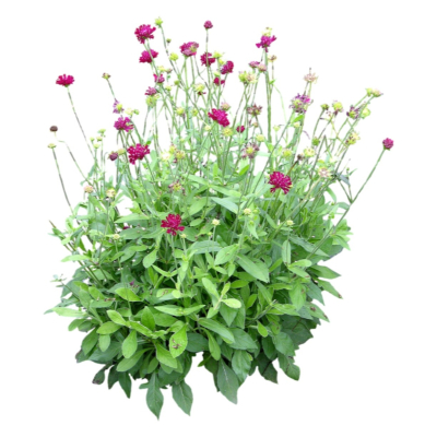 现代2d花草植物组件免费su模型(1)