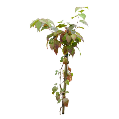 现代2d花草植物组件免费su模型(1)