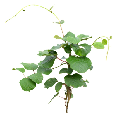 现代2d花草植物组件免费su模型(1)