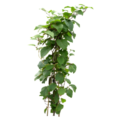 现代2d花草植物组件免费su模型(1)