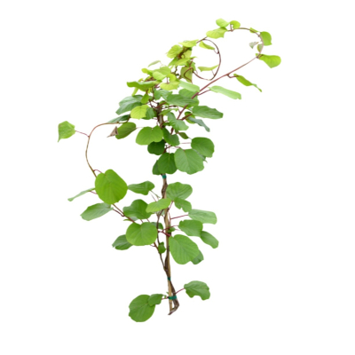 现代2d花草植物组件免费su模型(1)