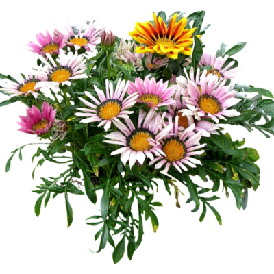 现代2d花草植物组件免费su模型(1)