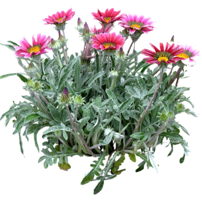 现代2d花草植物组件免费su模型(1)