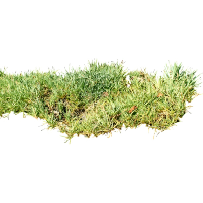 现代2d花草植物组件免费su模型(1)