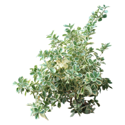 现代2d花草植物组件免费su模型(1)