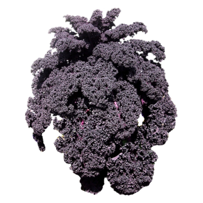现代2d花草植物组件免费su模型(1)