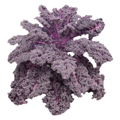 现代2d花草植物组件免费su模型(1)