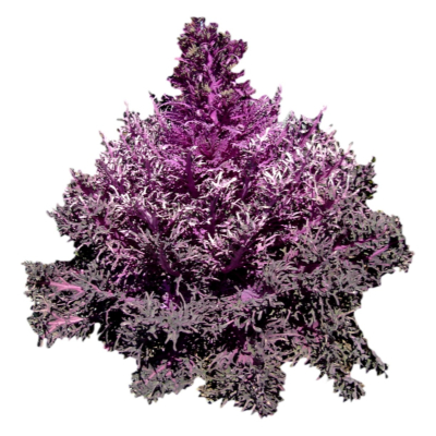 现代2d花草植物组件免费su模型(1)