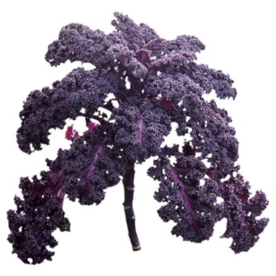 现代2d花草植物组件免费su模型(1)