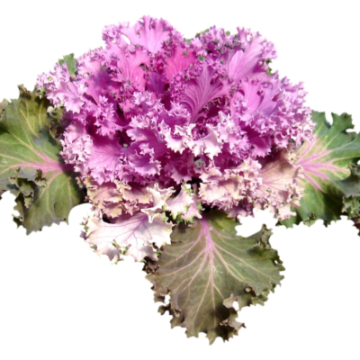 现代2d花草植物组件免费su模型(1)