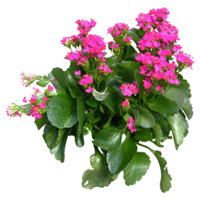 现代2d花草植物组件免费su模型(1)
