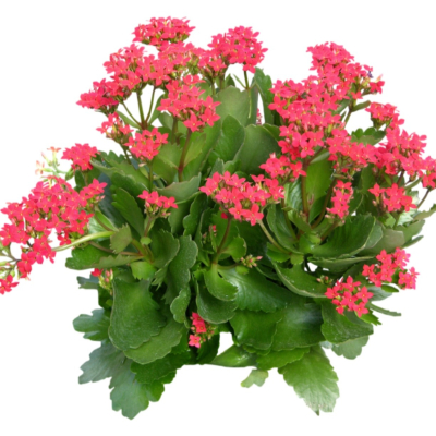 现代2d花草植物组件免费su模型(1)