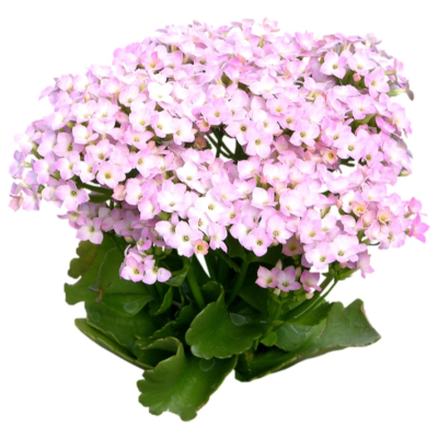 现代2d花草植物组件免费su模型(1)
