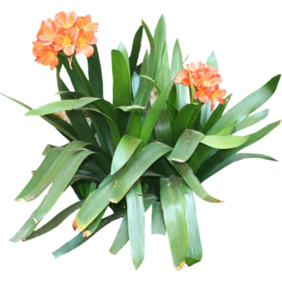 现代2d花草植物组件免费su模型(1)