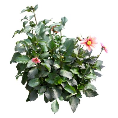 现代2d花草植物组件免费su模型(1)