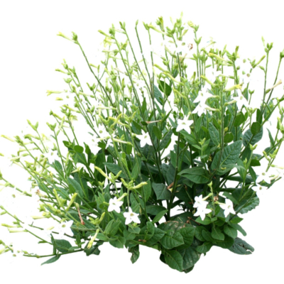 现代2d花草植物组件免费su模型(1)