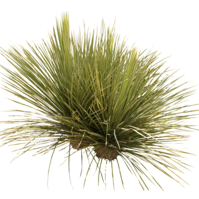 现代2d花草植物组件免费su模型(1)