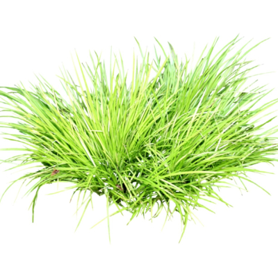 现代2d花草植物组件免费su模型(1)