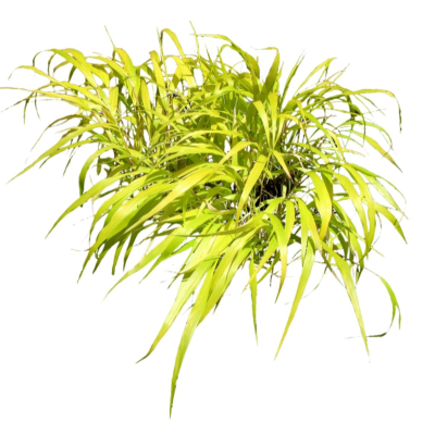 现代2d花草植物组件免费su模型(1)