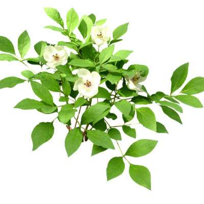 现代2d花草植物组件免费su模型(1)