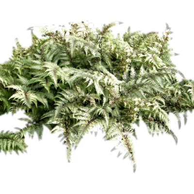 现代2d花草植物组件免费su模型(1)