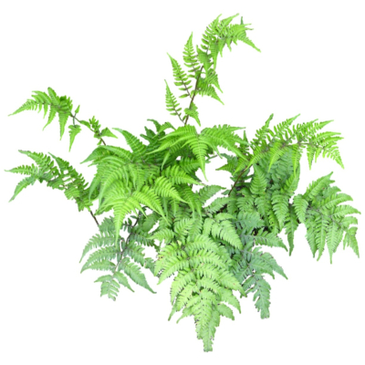 现代2d花草植物组件免费su模型(1)