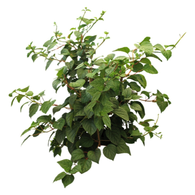 现代2d花草植物组件免费su模型(1)