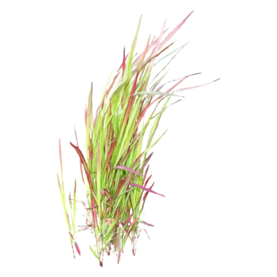 现代2d花草植物组件免费su模型(1)