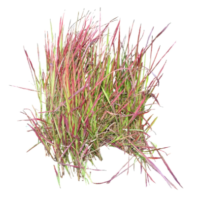 现代2d花草植物组件免费su模型(1)