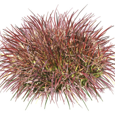 现代2d花草植物组件免费su模型(1)