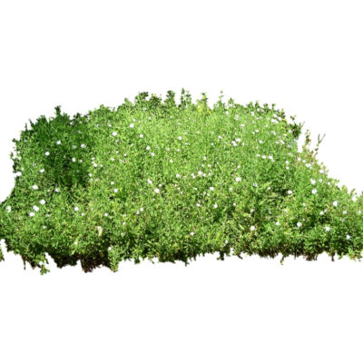 现代2d花草植物组件免费su模型(1)