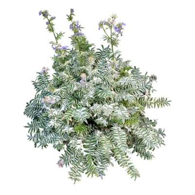 现代2d花草植物组件免费su模型(1)