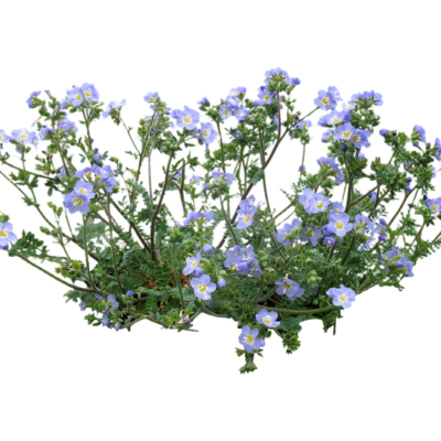 现代2d花草植物组件免费su模型(1)