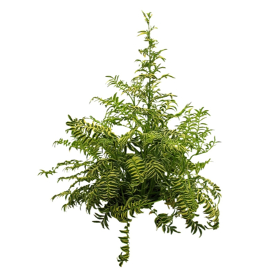 现代2d花草植物组件免费su模型(1)
