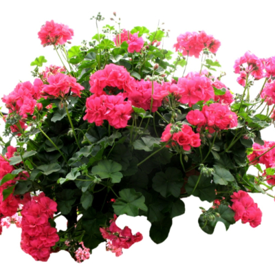 现代2d花草植物组件免费su模型(1)