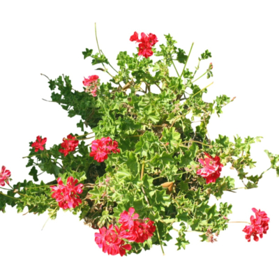 现代2d花草植物组件免费su模型(1)
