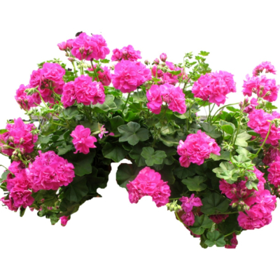 现代2d花草植物组件免费su模型(1)