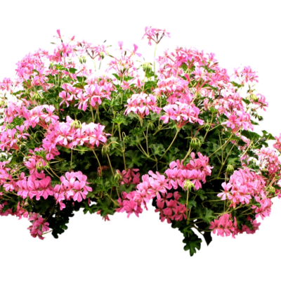 现代2d花草植物组件免费su模型(1)