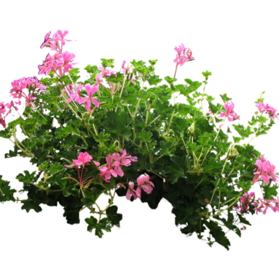 现代2d花草植物组件免费su模型(1)