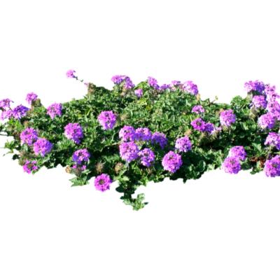 现代2d花草植物组件免费su模型(1)