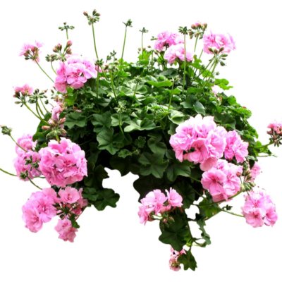 现代2d花草植物组件免费su模型(1)