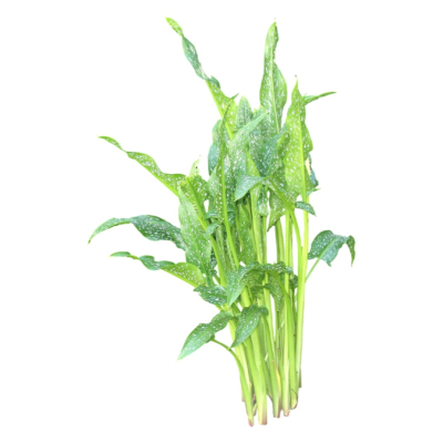 现代2d花草植物组件免费su模型(1)