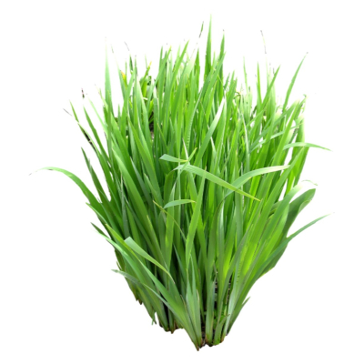 现代2d花草植物组件免费su模型(1)