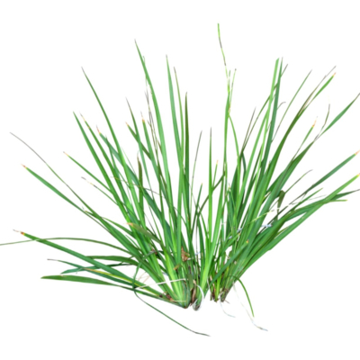 现代2d花草植物组件免费su模型(1)