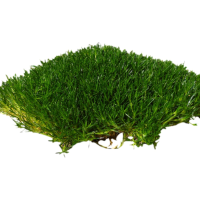 现代2d花草植物组件免费su模型(1)