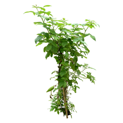 现代2d花草植物组件免费su模型(1)