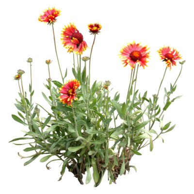 现代2d花草植物组件免费su模型(1)